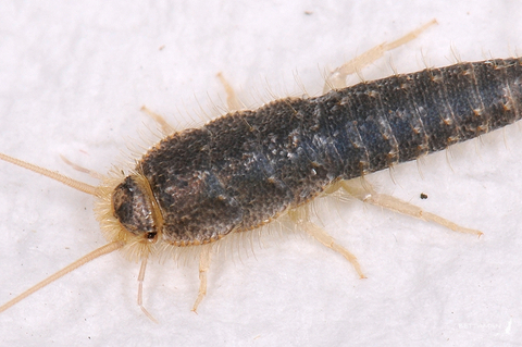 Silverfish insect store